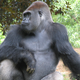 Illustration for article titled Some of your genes are more similar to gorillas than to chimps